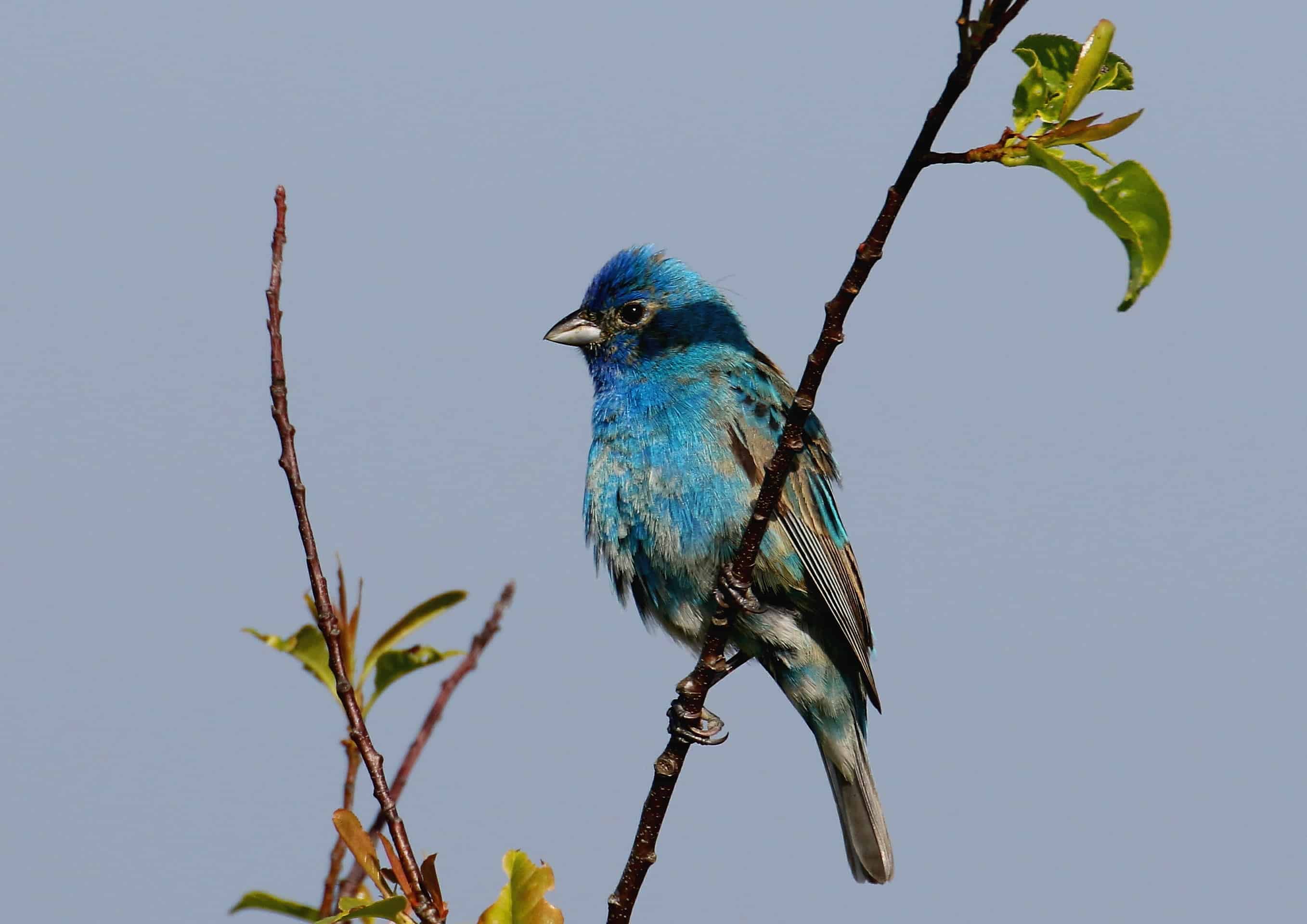 Three Best Places to Bird in the Blue Hills