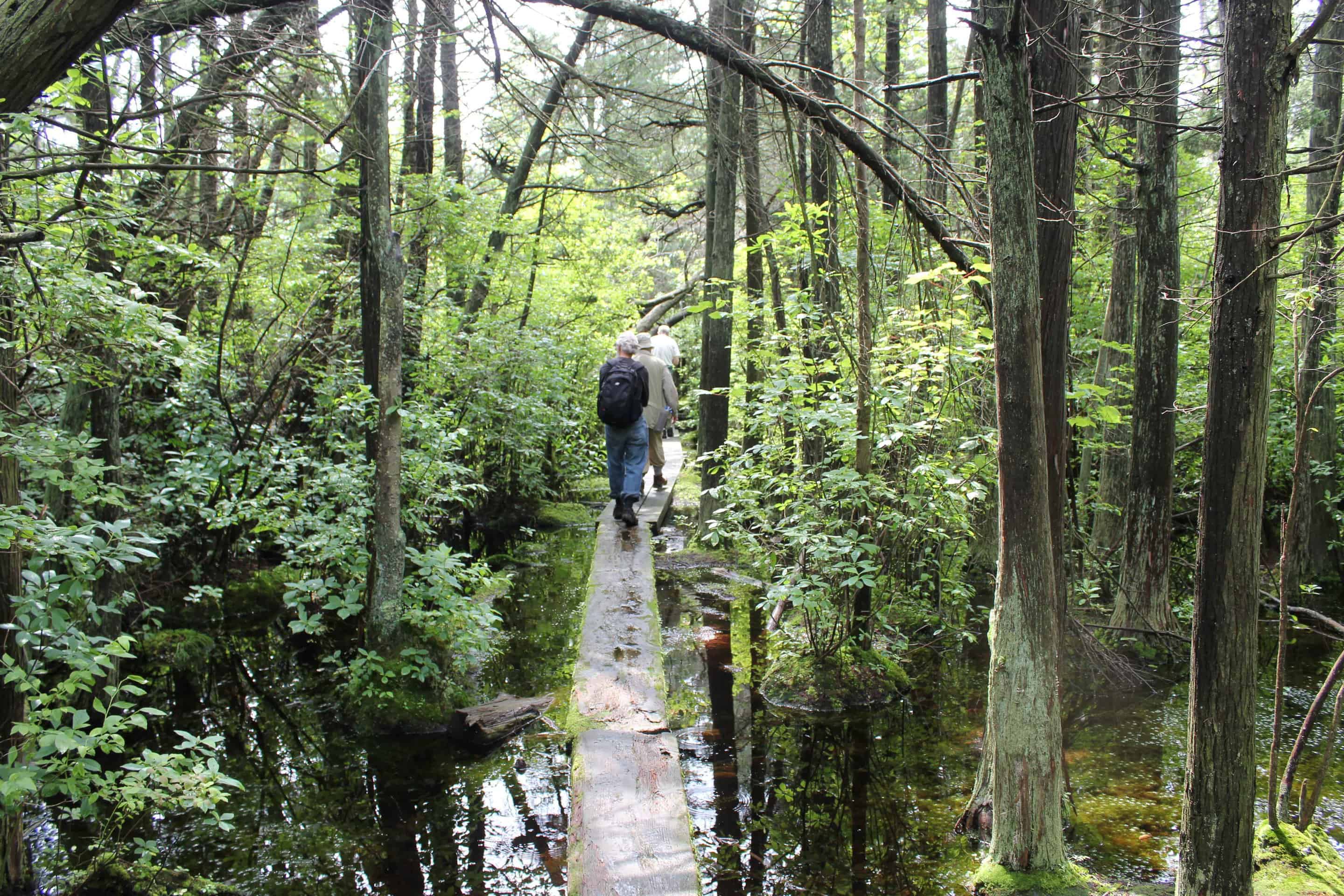Friends of the Blue Hills New Member Walk and Guided Tour