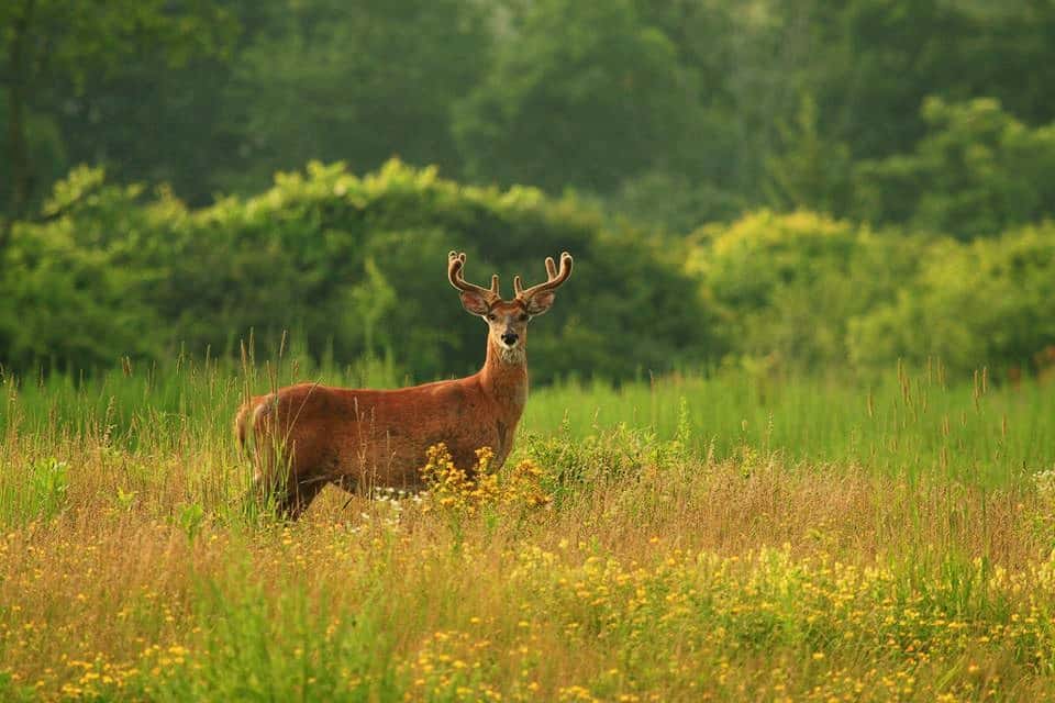 Deer Management 2016 Program Review and 2017 Survey Results