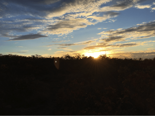 Six Things to Do Before Taking Your Dog to the Blue Hills