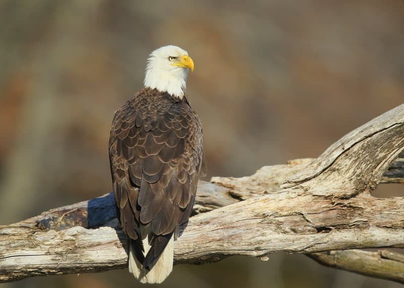 Eagles Near the Blue Hills
