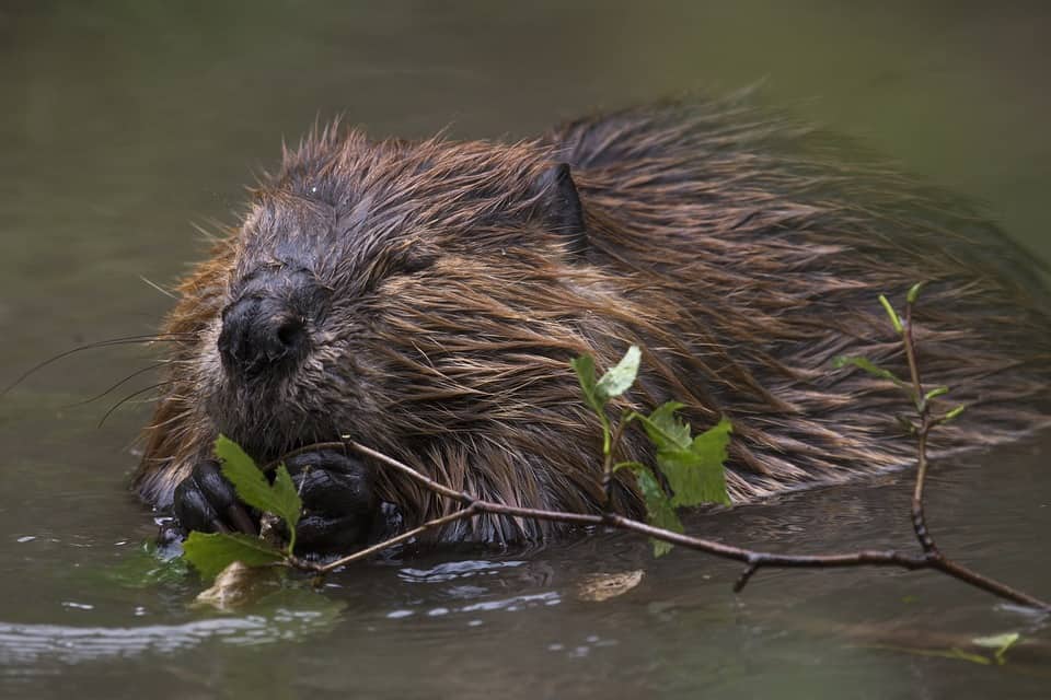 Are there Beavers in the Blue Hills?