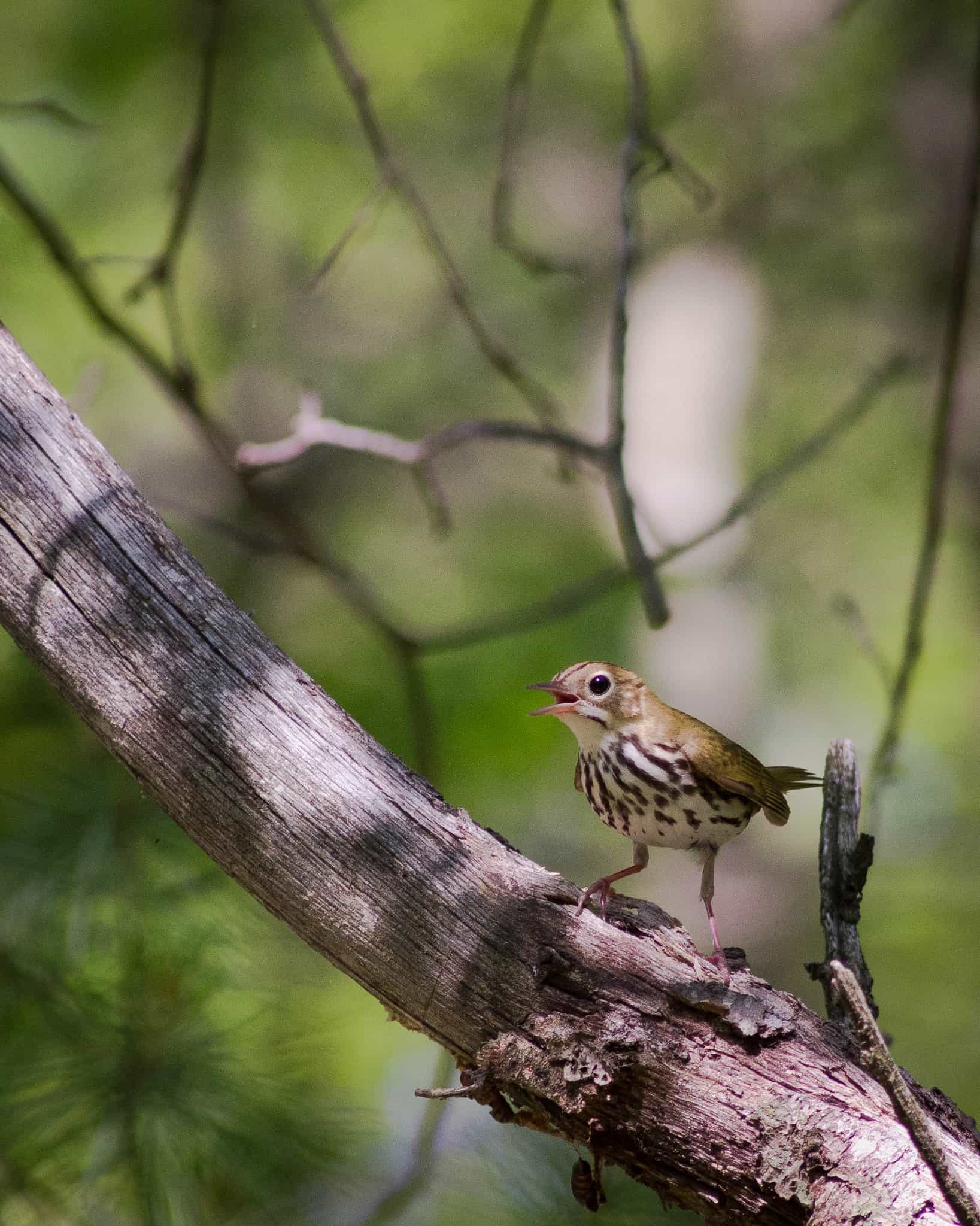 Dorchester Robbie McConnell Ovenbird in the Blue Hills