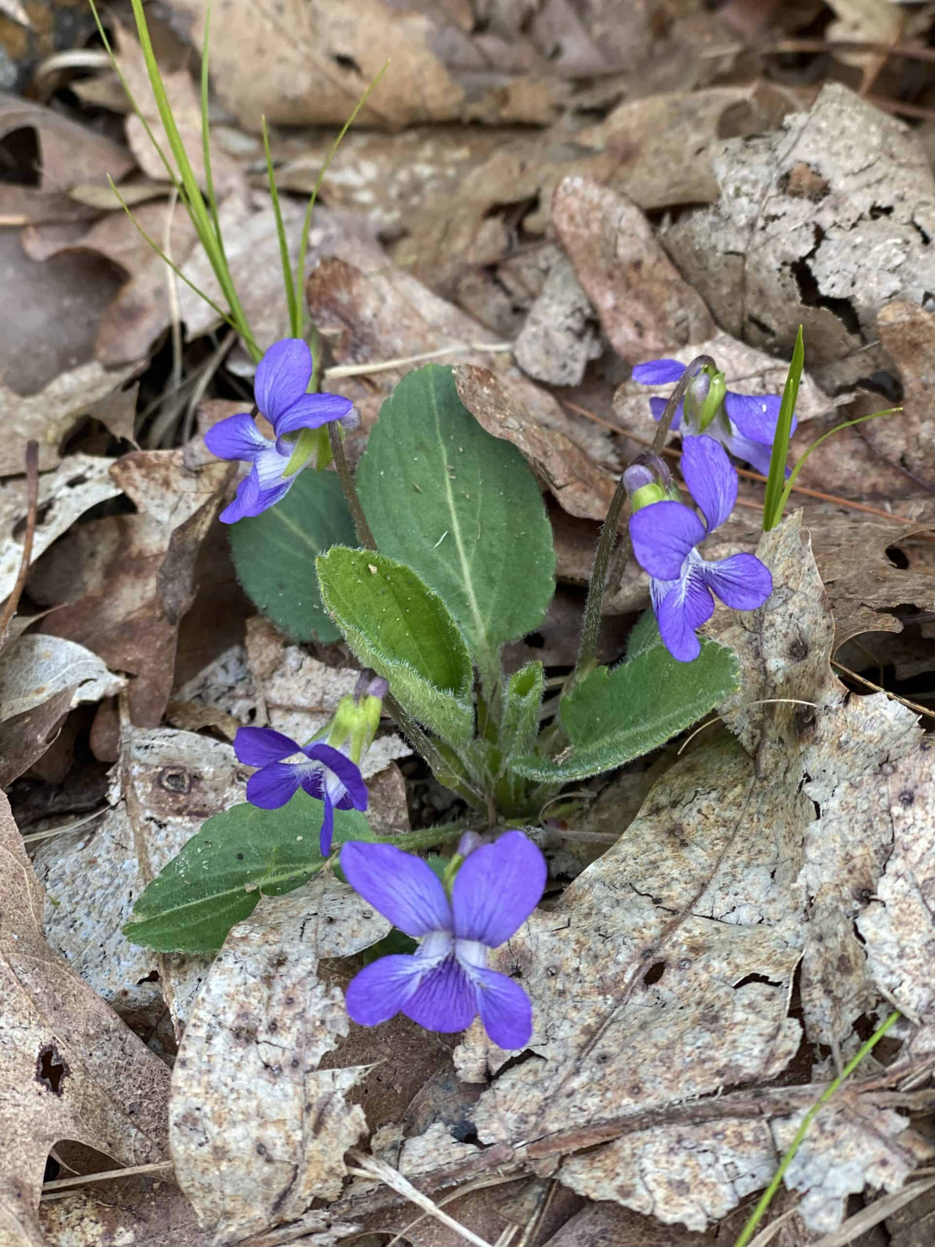 Milton Christine Paxhia Violets near Buck Hill trail Houghton Pond