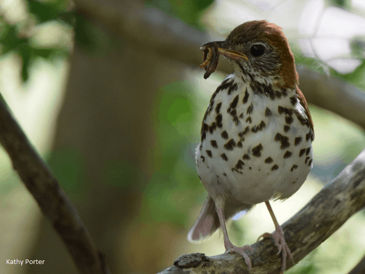 Birds and Climate Change