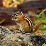 Photo of a chipmunk eating on a rock