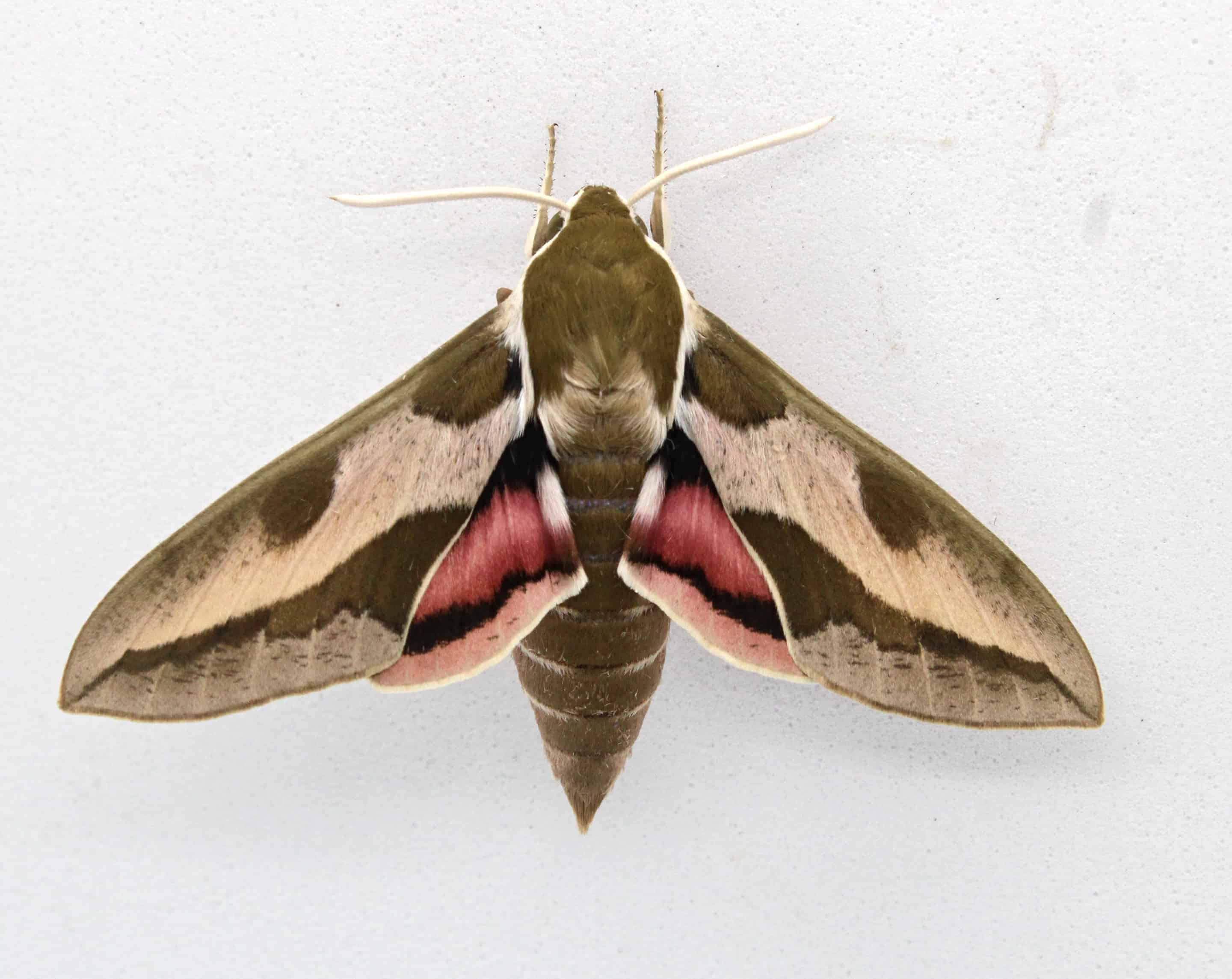 Video: The Essential Role of Moths in the Blue Hills