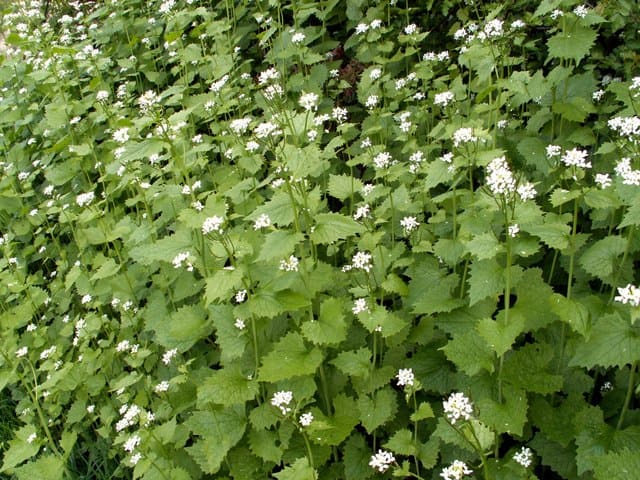 Invasive Species Bill Moves Out of Committee