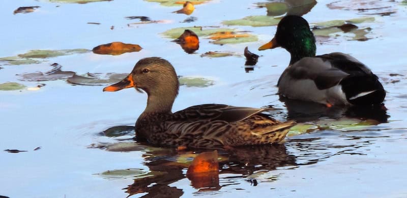 TRAIL ALERT!! St. Moritz Ponds Area of the Park