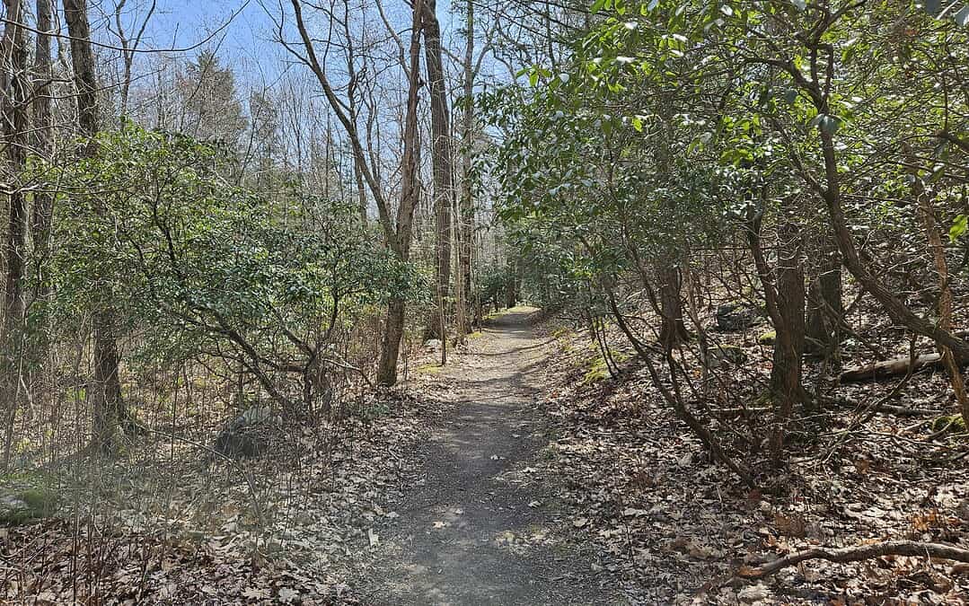 It’s Spring in Great Cedar Swamp!