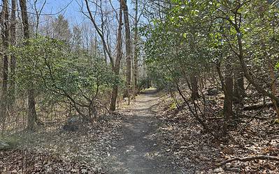It’s Spring in Great Cedar Swamp!