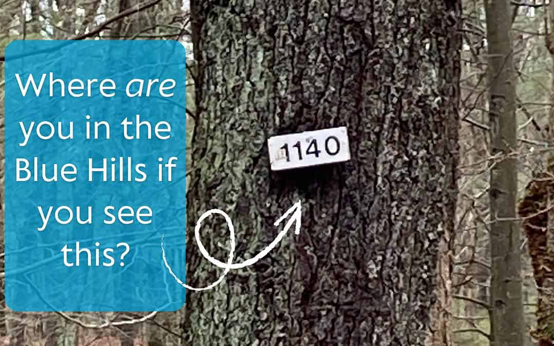 Understanding the Blue Hills Trail Number System